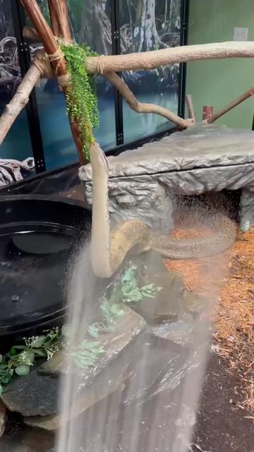 @BeWild Reptile Rescue
