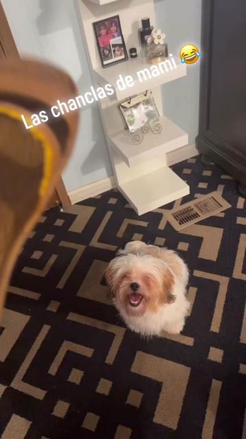 @Crisp&iacute;n_y_mia_abelito_shihtzu_