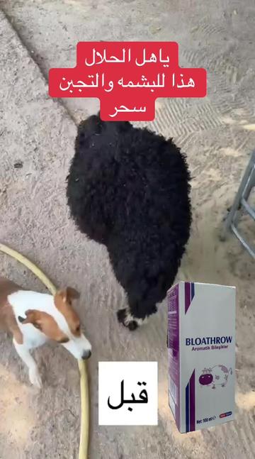@mohamed_ksa0