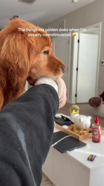 @Bentley the Spicy Golden🌶️
