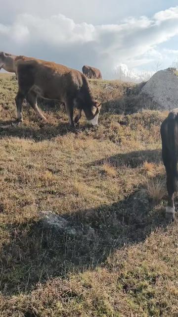 @Göksal Güneş