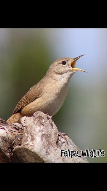 @Felipe_WildLife