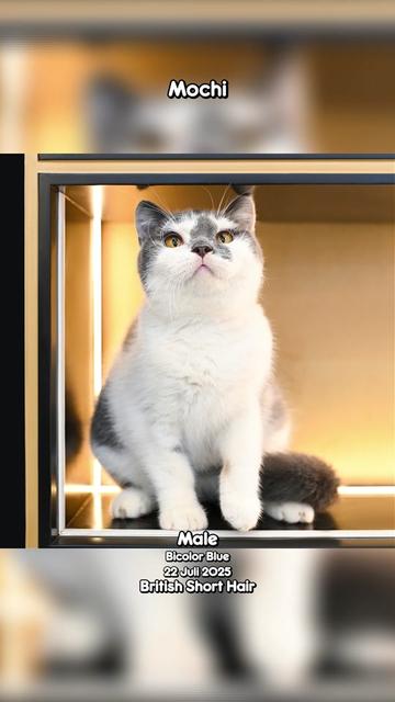 @dutchthebritishcat