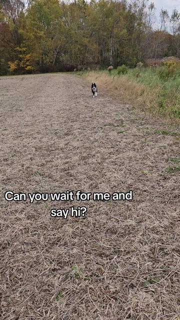 @Zedthebordercollie🇨🇦