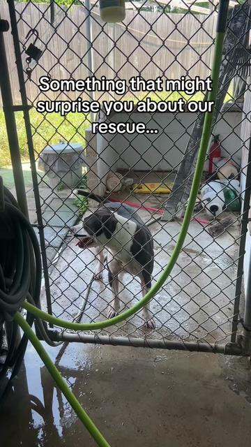 @FURGIVEN Animal Sanctuary