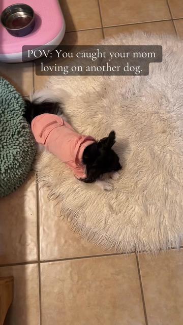 @TheLittleLunaBean