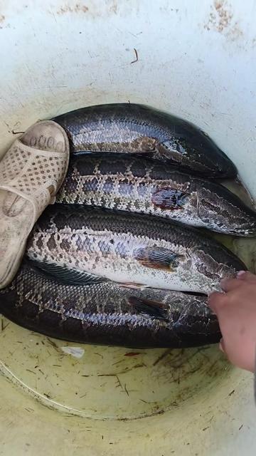 @Cá Chuối Hoa