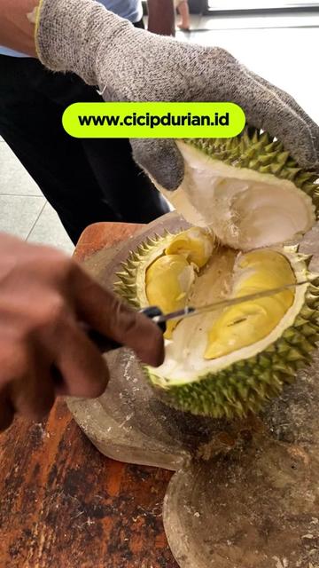 @CICIP DURIAN