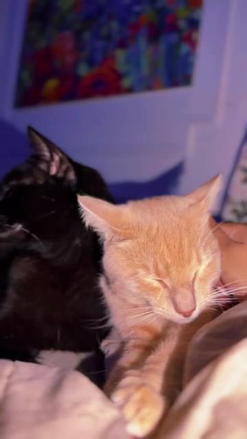 @pantherthecat_05