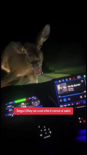 @DILEY