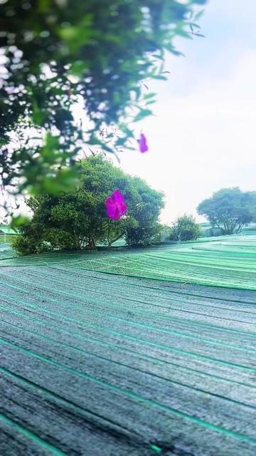 @Nông Trường olong Tằng Vĩnh An