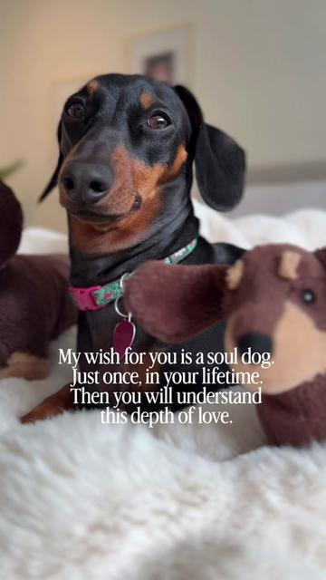 @Penny the Dachshund