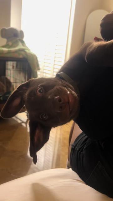 @Apollo the Choc Lab 🤎
