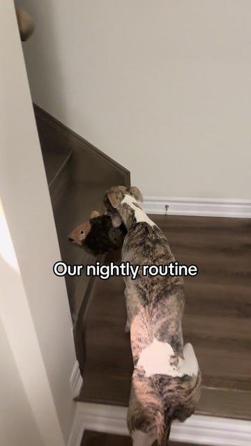 @Kayce Dog🤪🩷