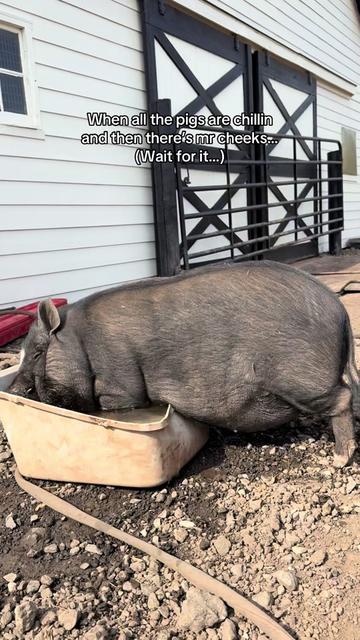 @Sofias snout life 🐽