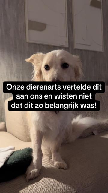 @Pure Paws