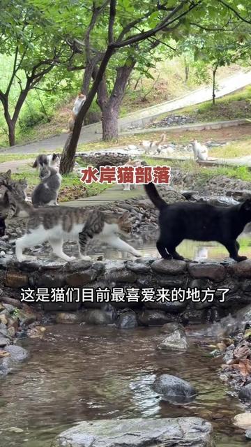 @小可爱猫猫们