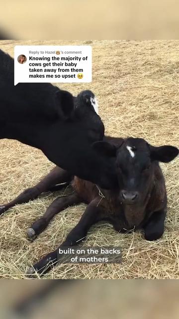 @The Gentle Barn | Sanctuary