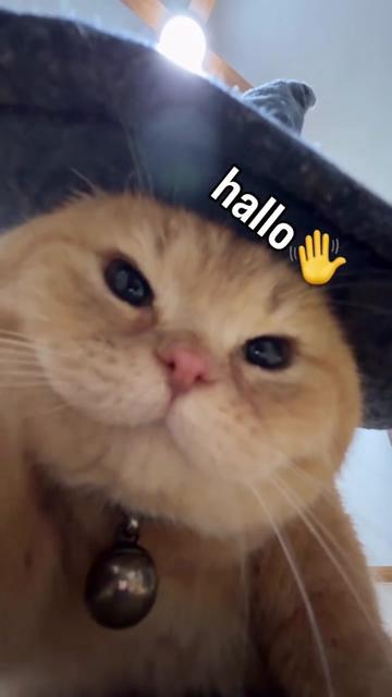 @Chonk The Fat Wizard Cat 🧙
