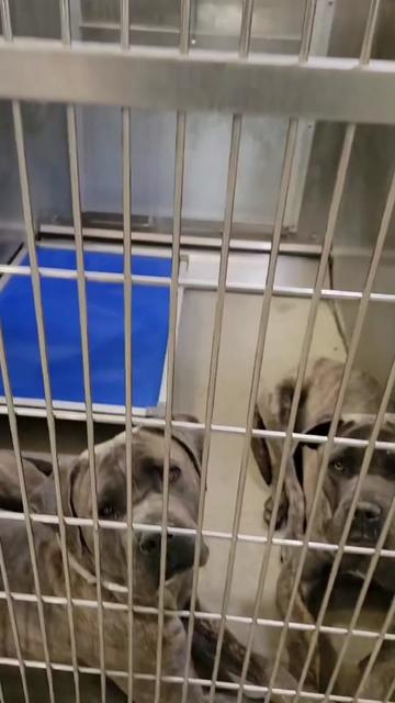 @Cane Corsos