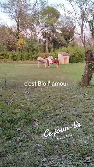 @Antoine frau