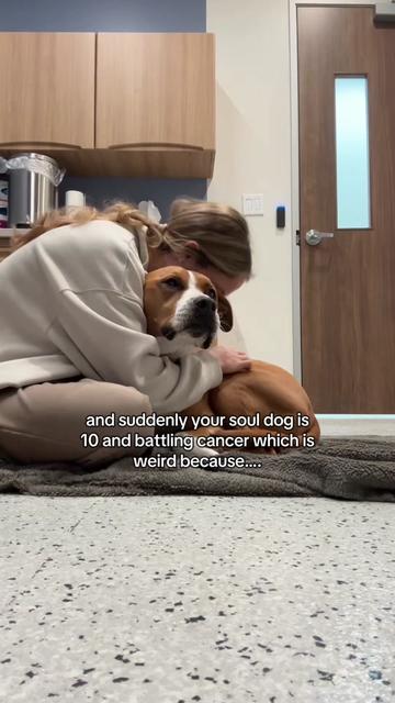 @Abby KPA-CTP | Dog Trainer