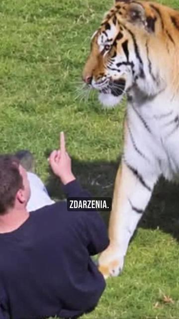 @pandawojtekyt