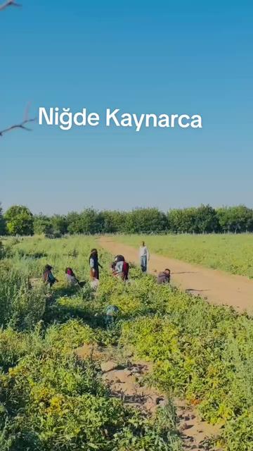 @mahmut çavuş