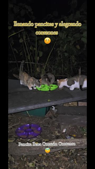 @🇲🇽Guli.Carrada 🐈⬛
