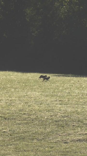 @FOXPRO Game Calls