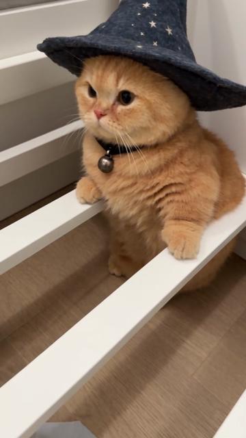 @Chonk The Fat Wizard Cat 🧙