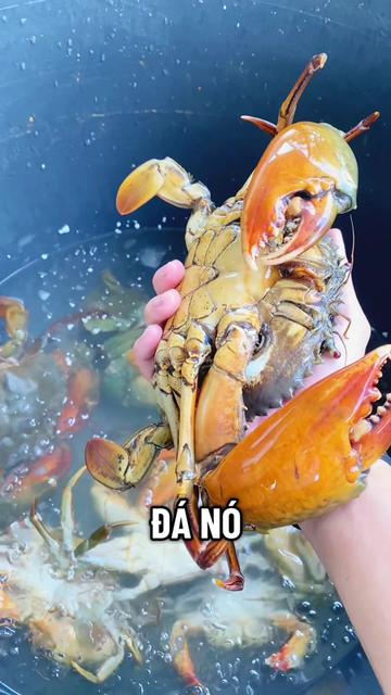 @Tuananh Do