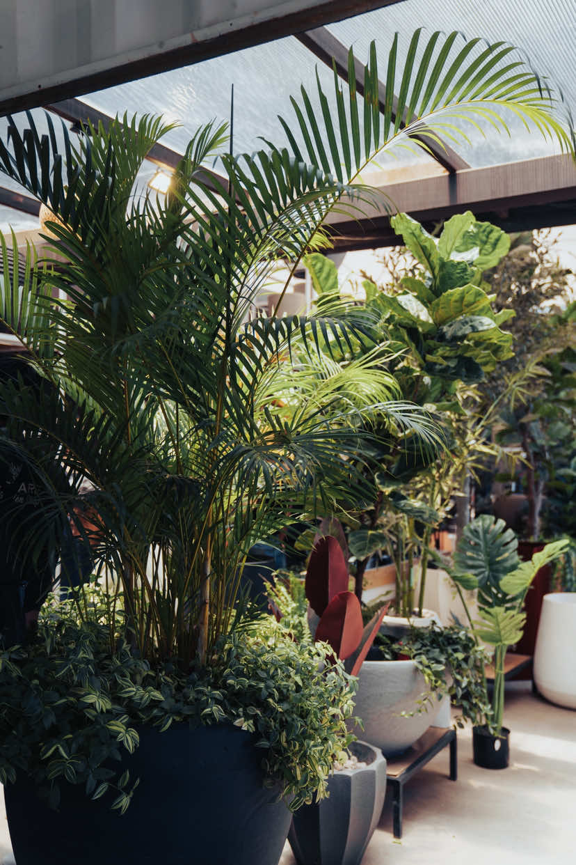 @Macetare Garden Shop Ecuador