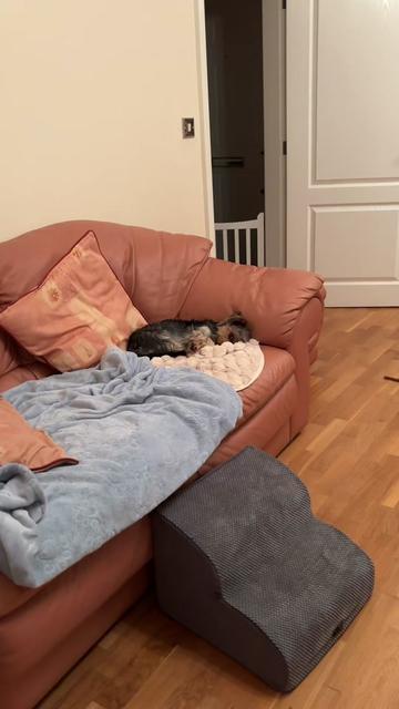 @Benjie the Yorkie