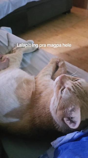 @igorot