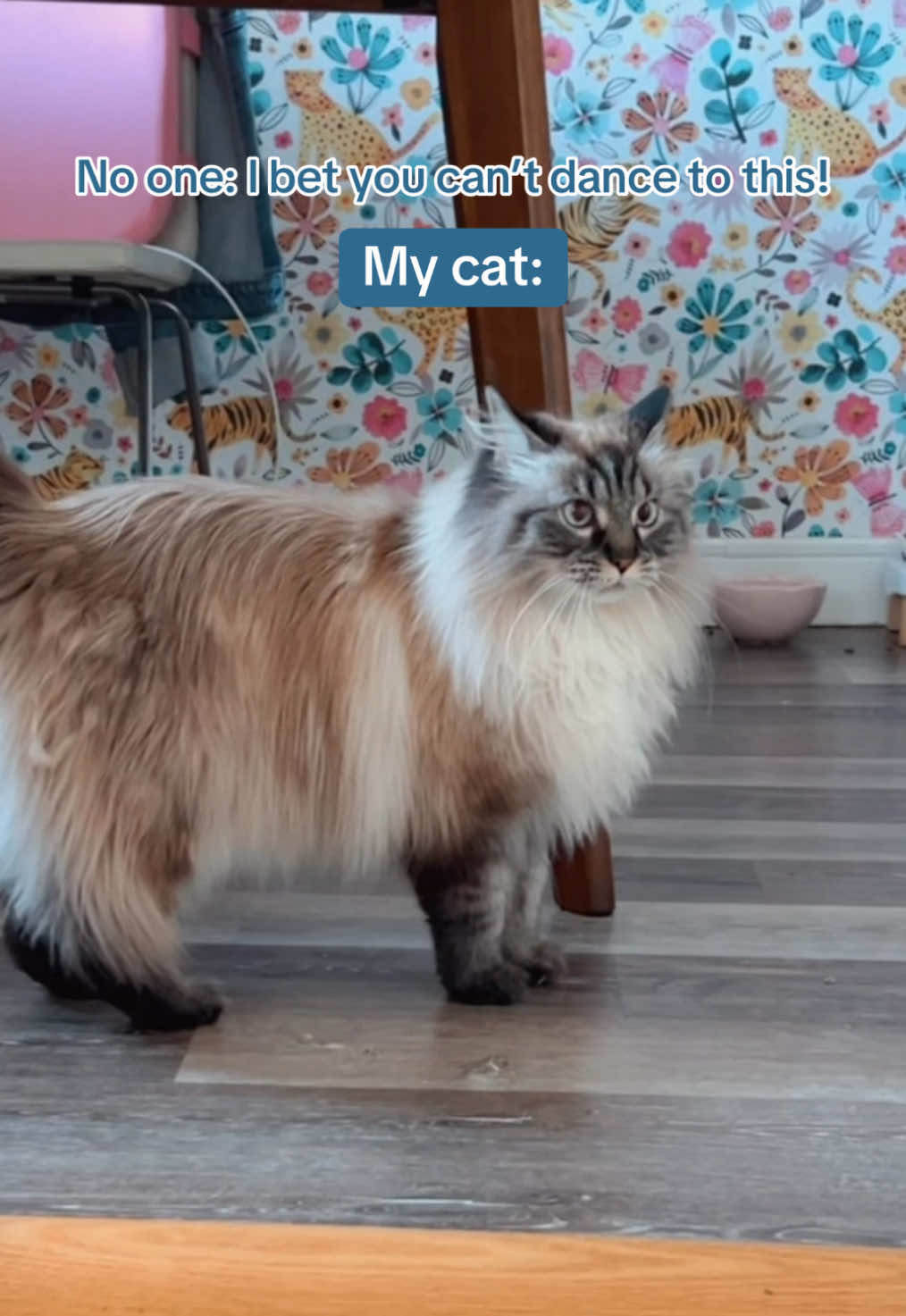 @My Cat Is People 🇨🇦
