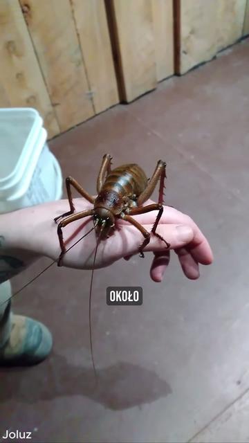 @pandawojtekyt
