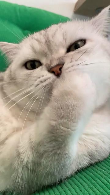 @Cute_kitten