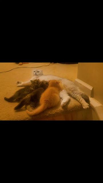 @Brittany's Beauties Kittens