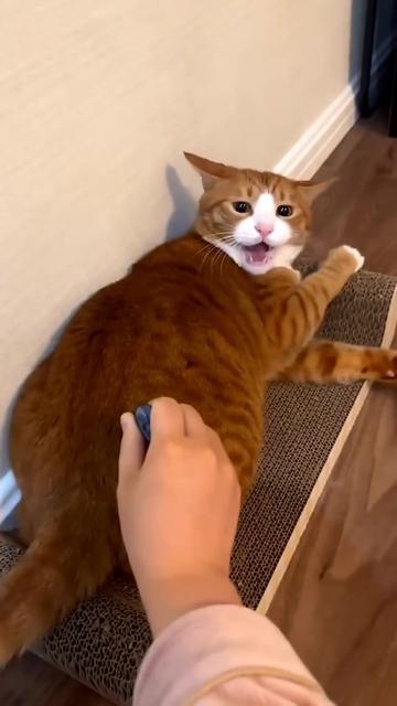 @Chonky World Of Cats