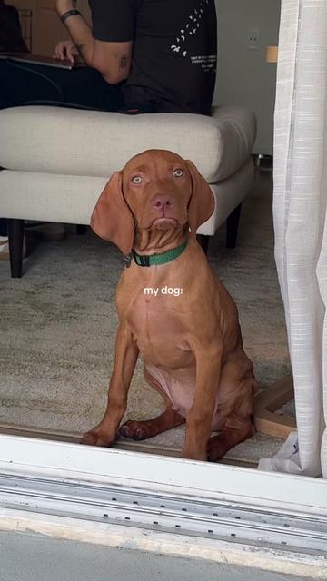 @briston the vizsla ♡
