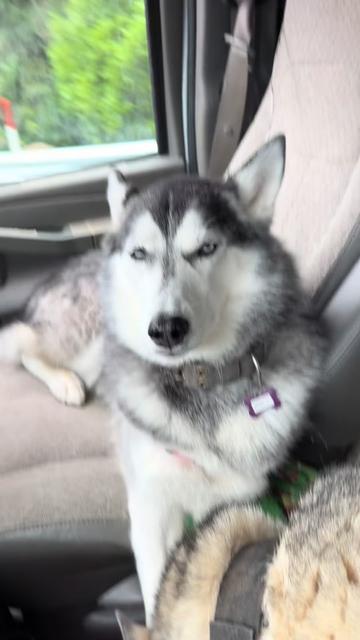 @Derpydogbus
