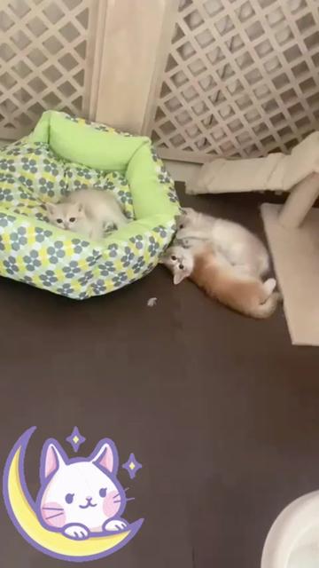 @هاملت
