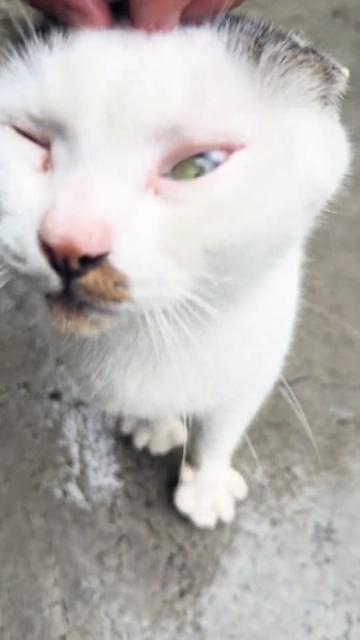 @Cute_kitten