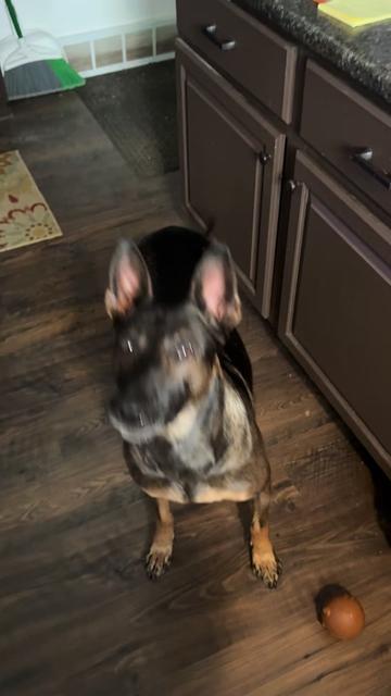 @K9peacekeeper
