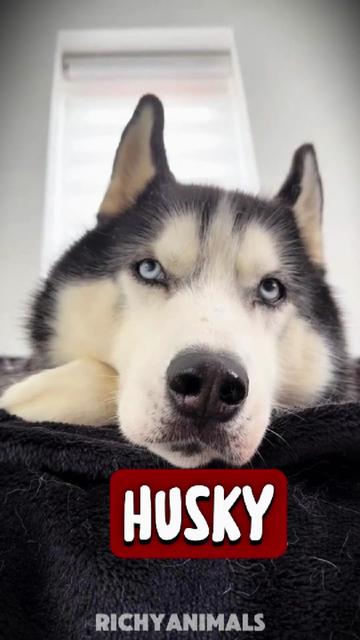 @RichyAnimals