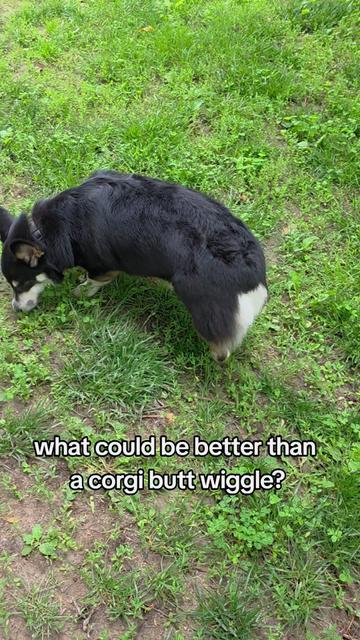 @Chelsea | Corgi Mom 🐾