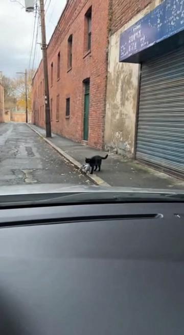 @Paw on Camera