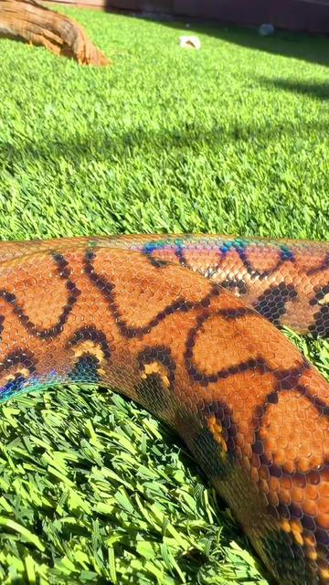 @Medusa Exotics
