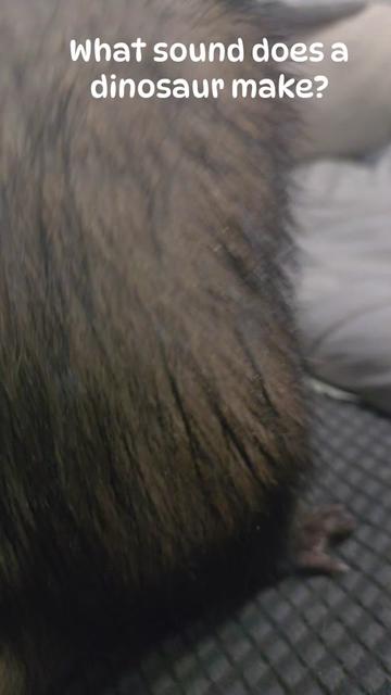 @FuffyFerrets